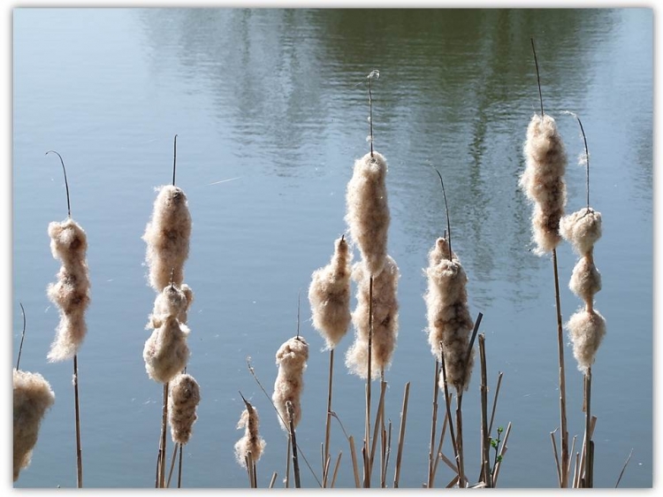 Coton sur tige ! Parcs naturels