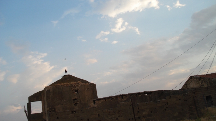 Ferme  dizback   Blé