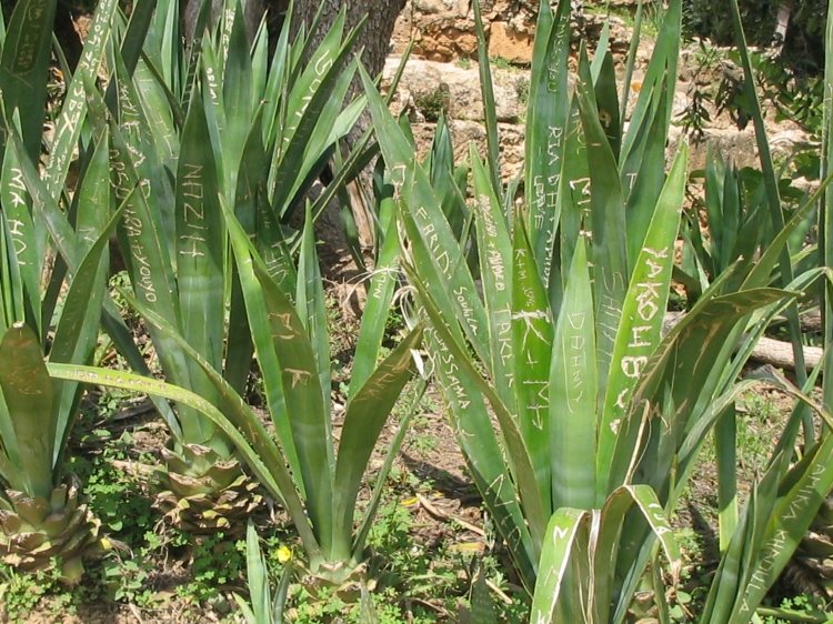 Graffiti végétaux Plantes