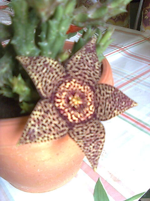 Plantes Plantes grasses