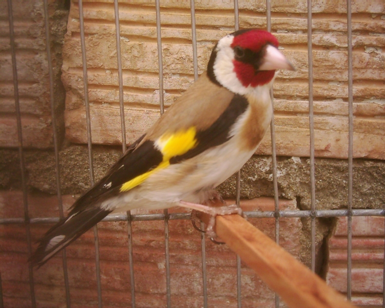 Chardonerie-nounou Animaux