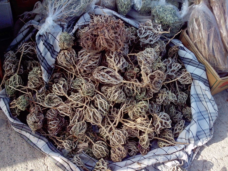 Arbre a marie Algérie