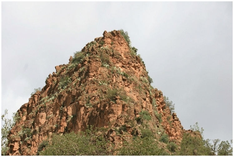 Beni Bahdel (Gadiri) Figuiers