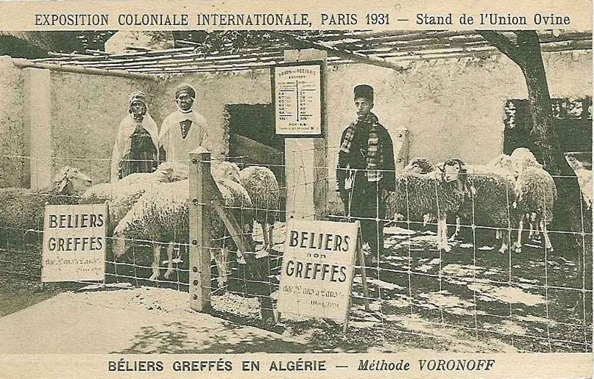 Exposition Coloniale Internationale Paris 1931 Béliers Gréffés Méthode Voronoff