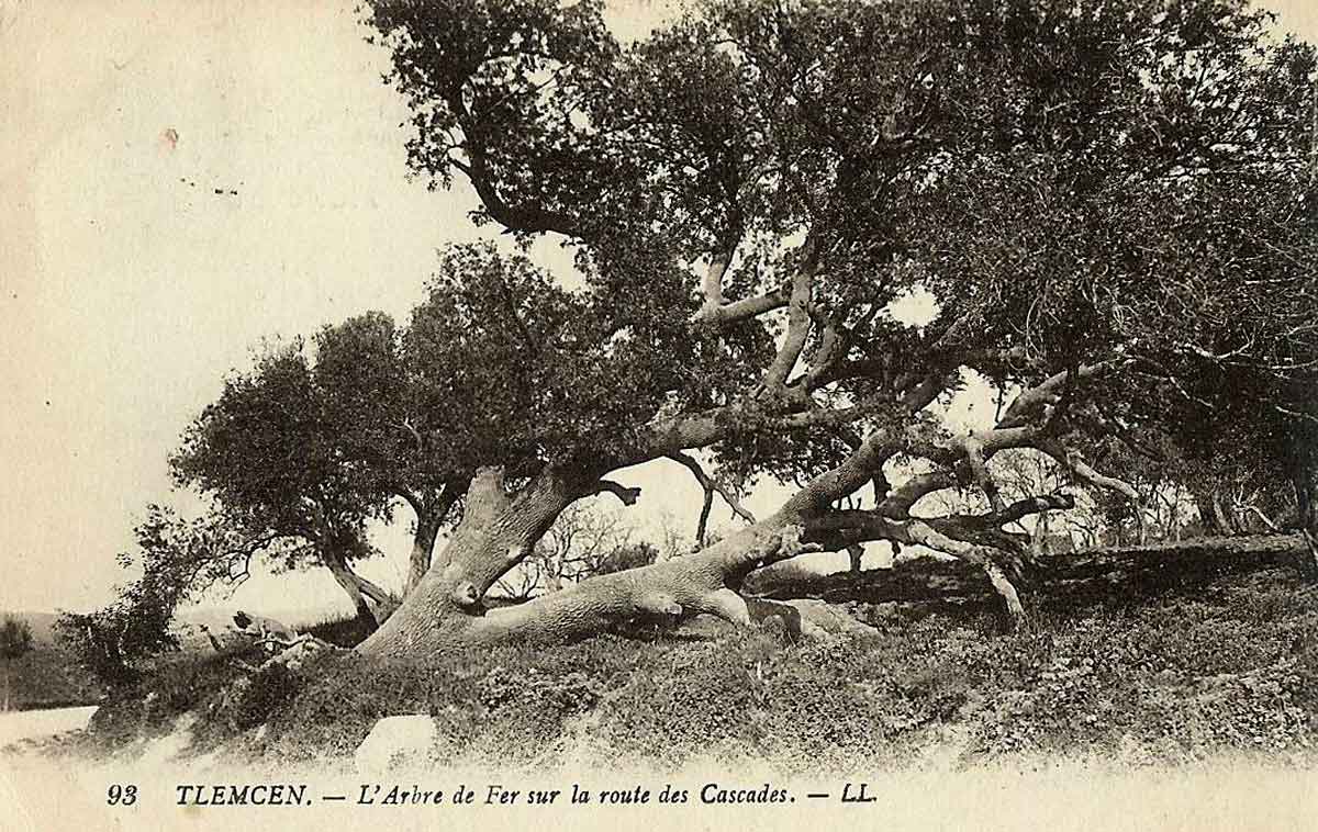 Arbre de fer tlemcen