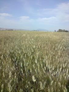 blé dur ...  douar Drabla