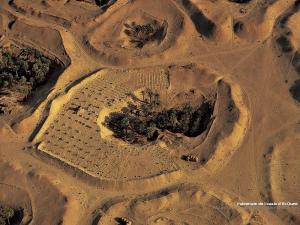 Palmeraie de l'oasis d'El-Oued.