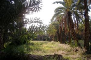 Dans la palmeraie de Biskra
