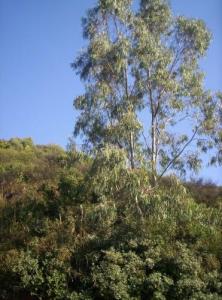 La fôret de Bainem, Bouzaréah