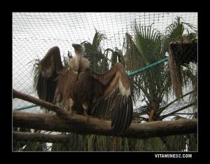 Vautour dans le Zoo de Tlemcen