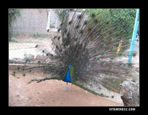 Paon dans le Zoo de Tlemcen
