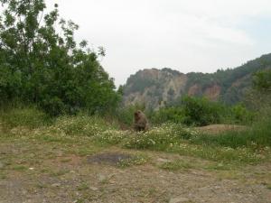 Le ruisseau des singes, Chiffa