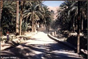 La palmeraie de Mchouneche, Biskra