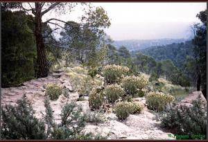 La forêt des Beni Imboul, Batna