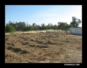 Cimetièrede Sidi Mhamed El Ouacini