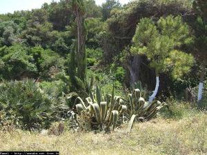 La végétation du coté de la plage Ain Achir, Annaba