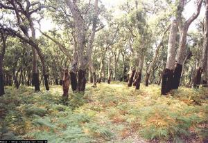 Exploitation de chênes-lièges à Seraïdi