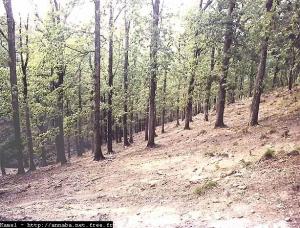 La forêt de Seraidi, Annaba