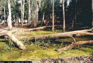 Paysage de la forêt de Messida, El Tarèf