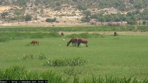Paysage du coté de Oued Messida, El Kala