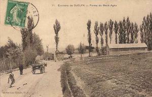 Djelfa bachaga ferme