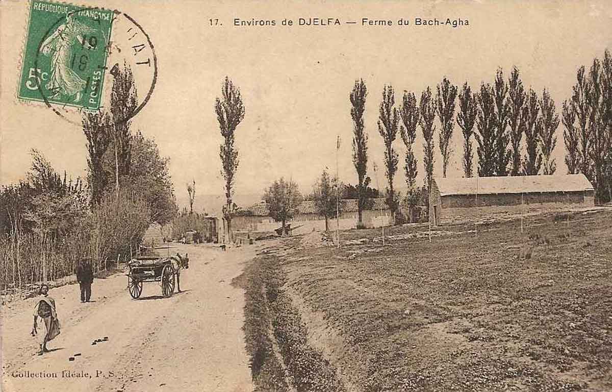 Djelfa bachaga ferme