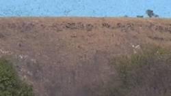 Afrique - Une invasion de criquets ravage les cultures de Madagascar