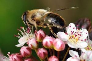 Planète - Les abeilles sont tombées comme les mouches aux Etats-Unis