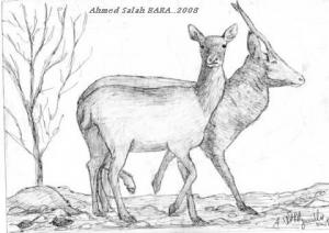 Djelfa  -  Atelier national sur la préservation de la faune sauvage