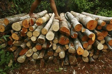 Planète - L'Indonésie prolonge un moratoire sur la déforestation