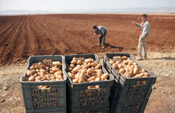 Algérie - Pomme de terre: 250.000 tonnes seront stockées pour réguler le marché