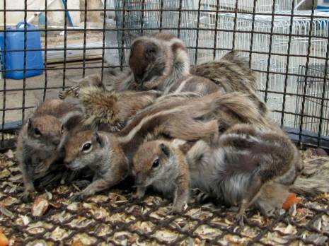 Annaba - L’écureuil de Berbérie victime d’un vaste trafic