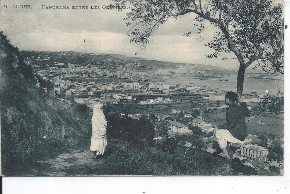ALGERIE - ALGER - Panorama entre les oliviers