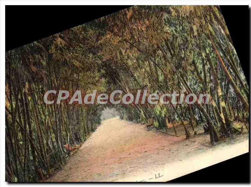 CPA Alger Jardin D'Essai allee Des bambous