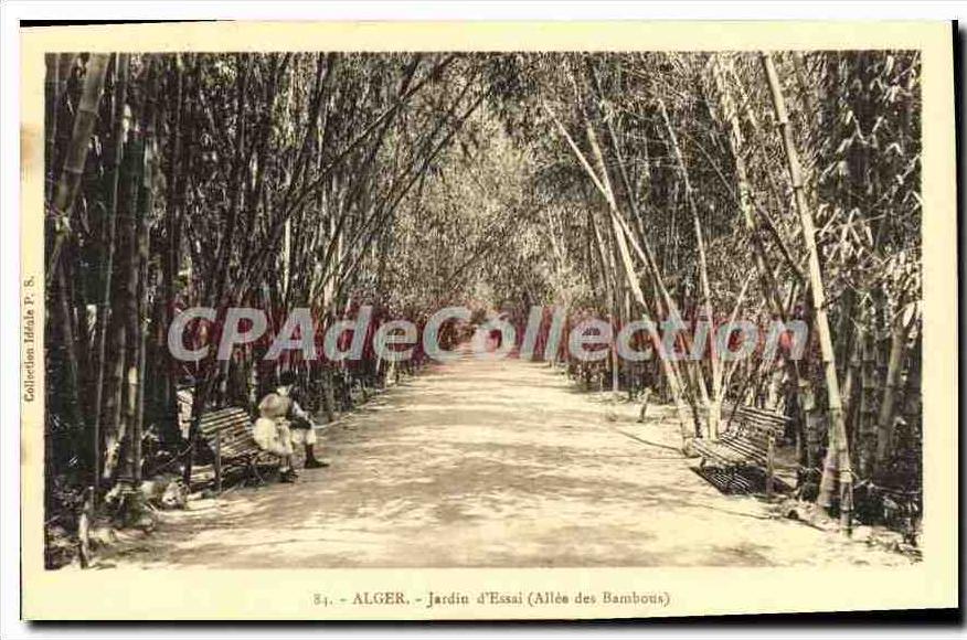CPA Alger Jardin D'Essai allee Des bambous