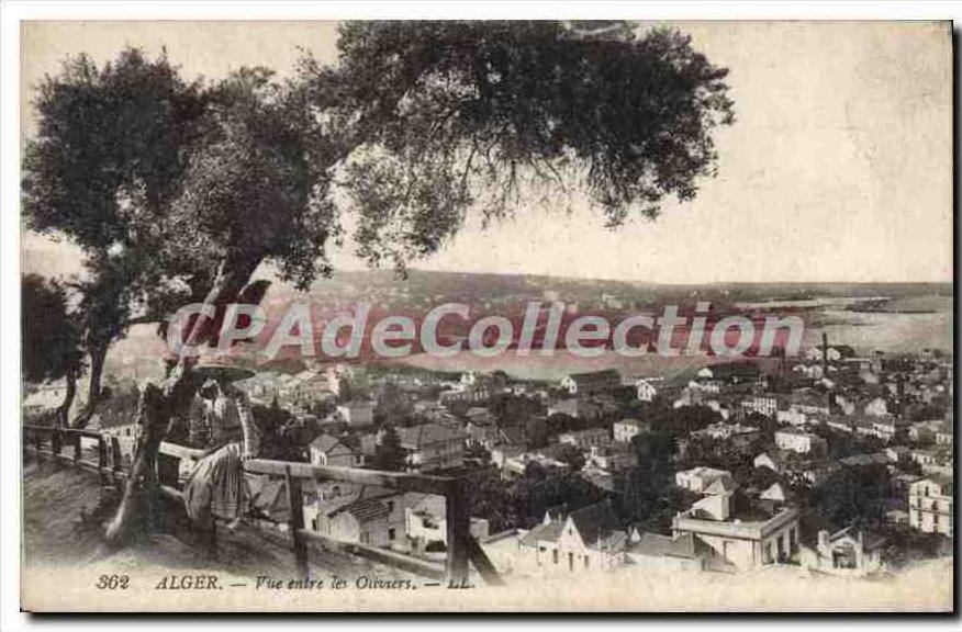 CPA ALGER vue entre les oliviers