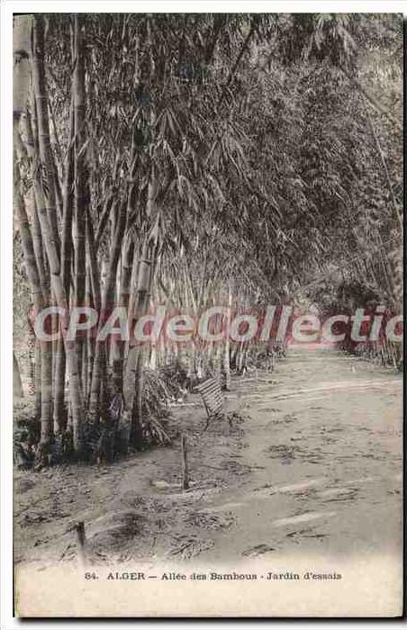 CPA ALGER allée des bambous au jardin d'essai