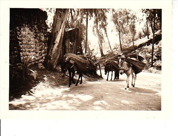 PETITE PHOTO BOU SAADA   SCENE DE VIE ANES CHARGES