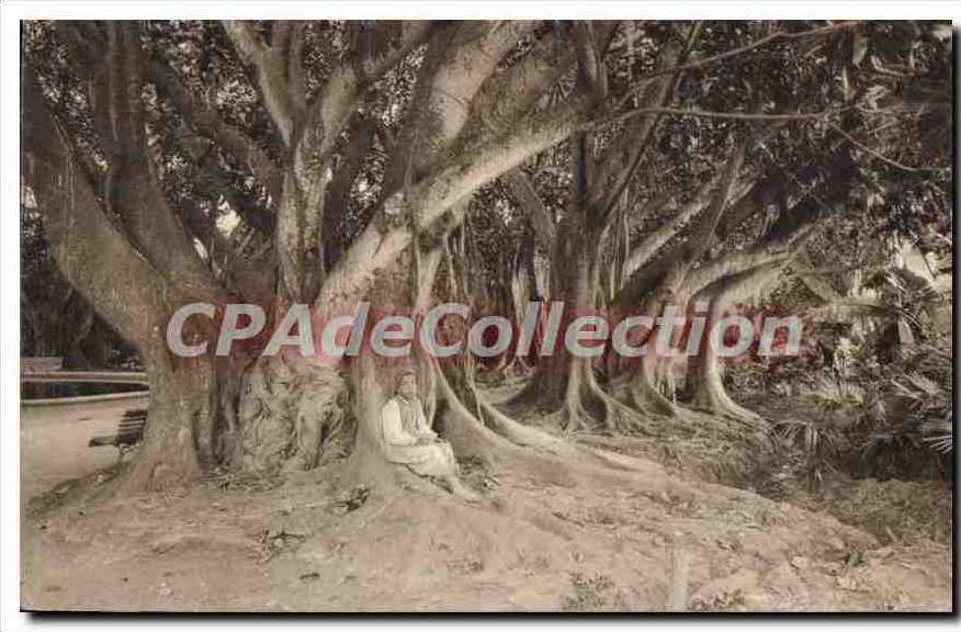 CPA Alger Vue Dans Le Jardin D'Essai