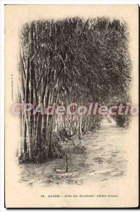 CPA Alger Allee Des Bambous Jardin D'Essai