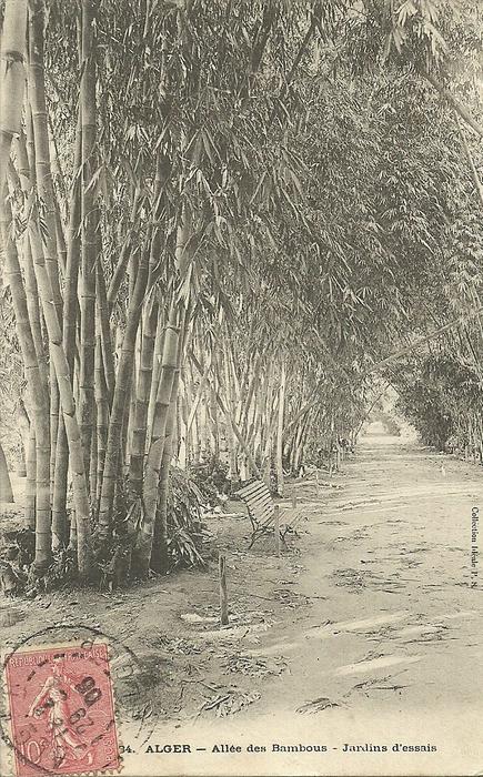 ALGER  ALLEE DES BAMBOUS  JARDINS D'ESSAIS