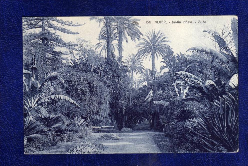ALGERIE / ALGERIEN   Alger   Jardin d'Essai   Allee