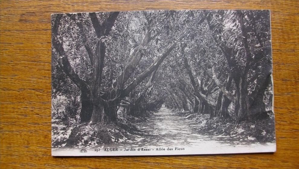 le jardin d'essai allée des ficus en 1926