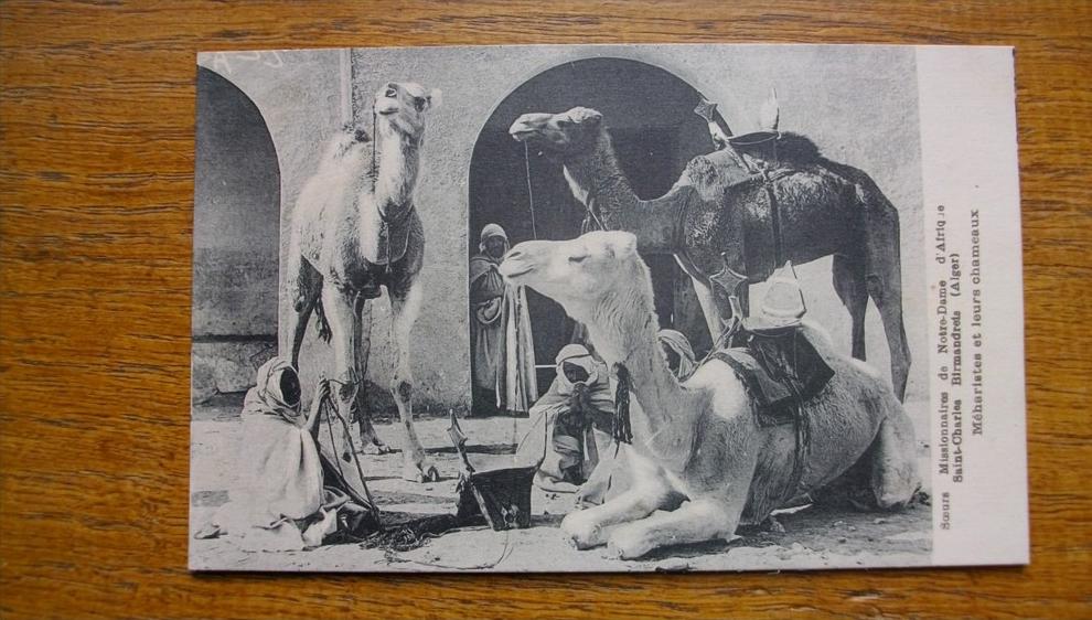 soeurs missionnaires de notre dame d'afrique saint charles birmandreis ,,méharistes et leurs chameaux