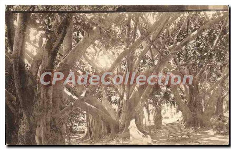 CPA Alger jardin d'essai rond point des ficus
