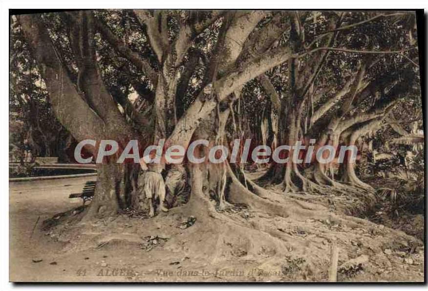 CPA Alger Vue Dans Le Jardin d'essai