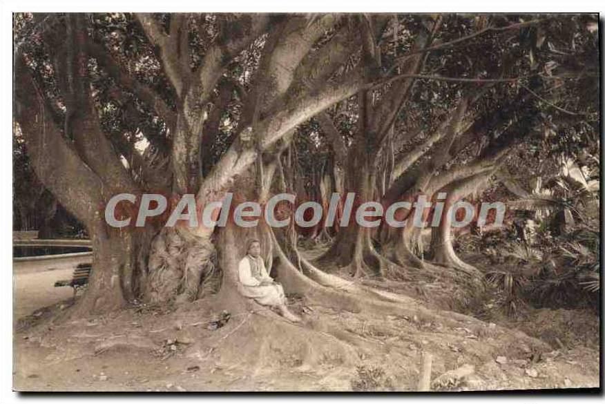 CPA Alger Vue Dans Le Jardin D'Essai