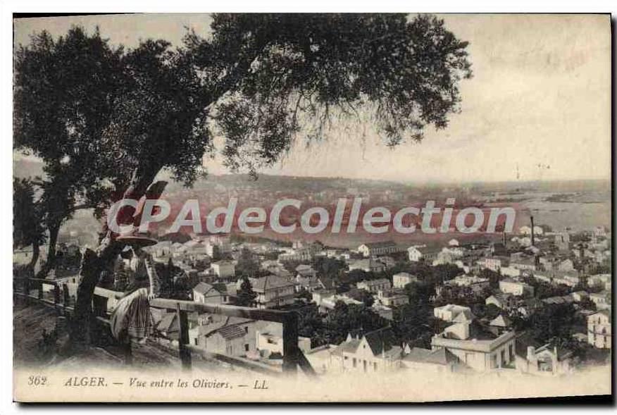 CPA ALGER vue entre les oliviers