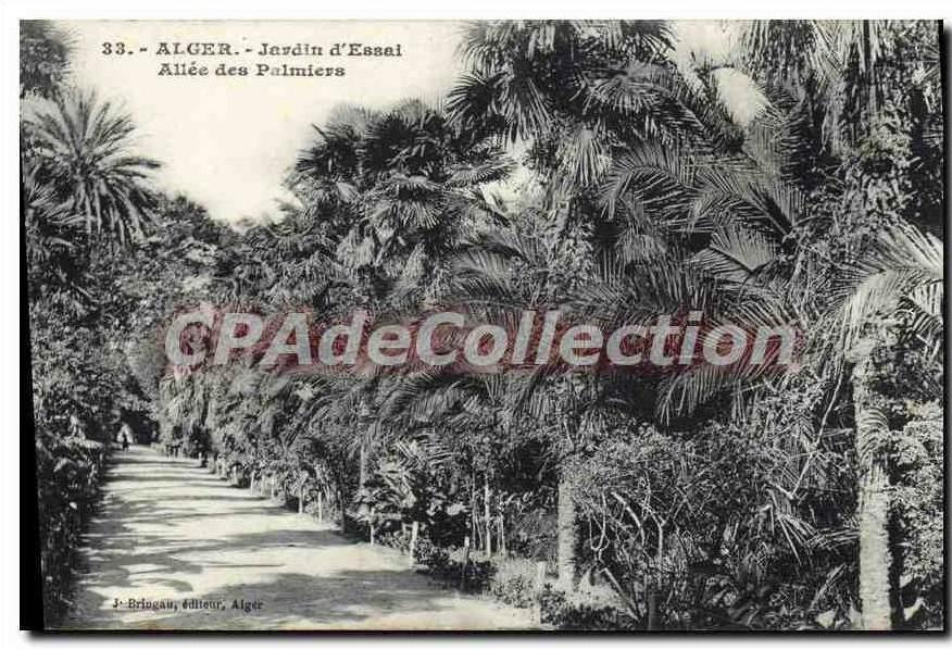 CPA Alger Jardin D'Essai Allee Des palmiers