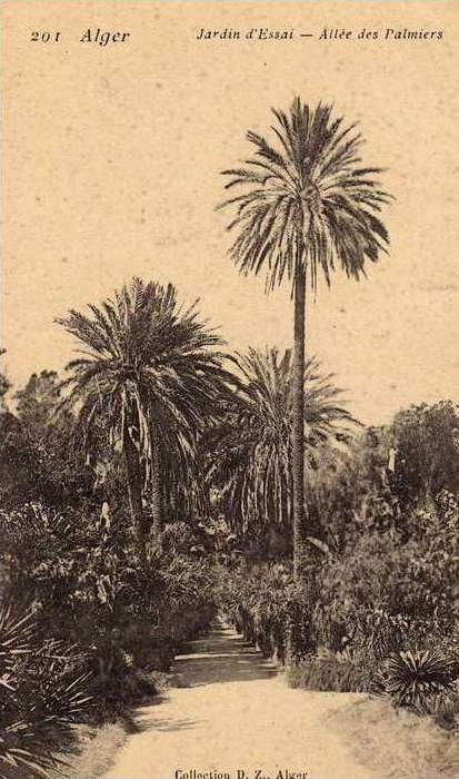 Alger - Jardin d'Essais - Allée des Palmiers